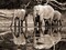 African elephants, Okavango, Botswana Poster Print by Frank Krahmer - Item # VARPDX3FK3129
